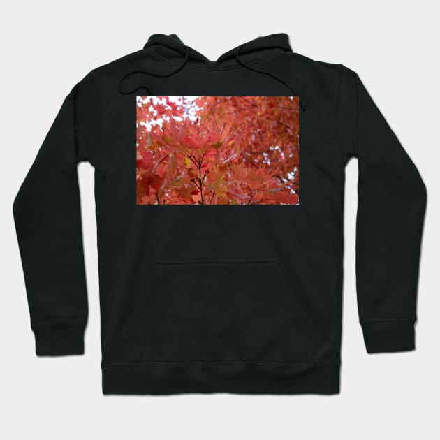 Autumn fall red leaves trees thanksgiving Hoodie by Beccasab photo & design